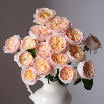 Juliet Rose