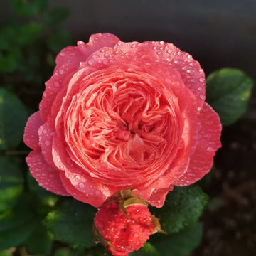 Flamingo Rose