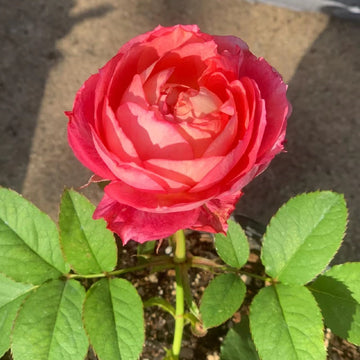 Benjamin Britten Rose