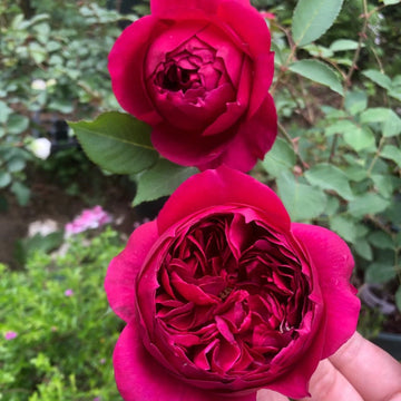 Autumn Rouge Rose
