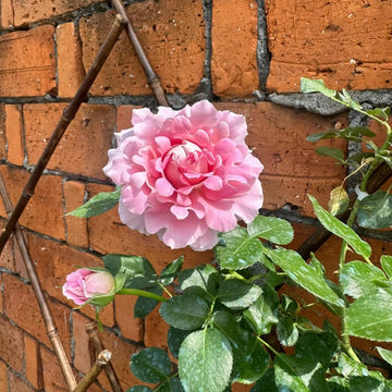 Fancy Ruffle (Dreamy Ruffle) Rose