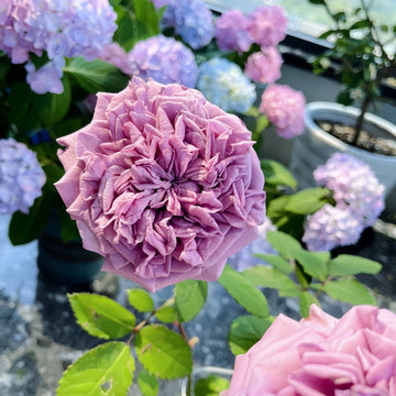 Blue Romanesque Rose in full bloom, velvety petals, hybrid rose