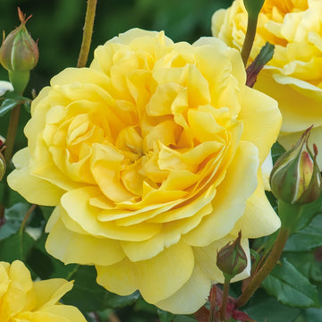 The Poet’s Wife Rose