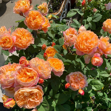 The Impressionist Rose