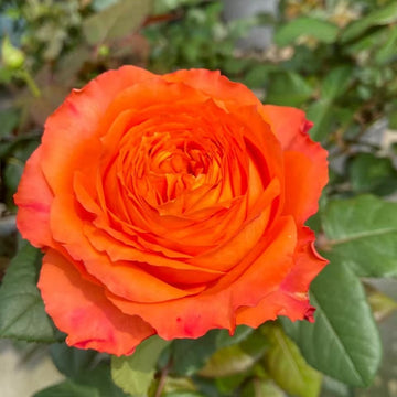Orange Romantica Rose