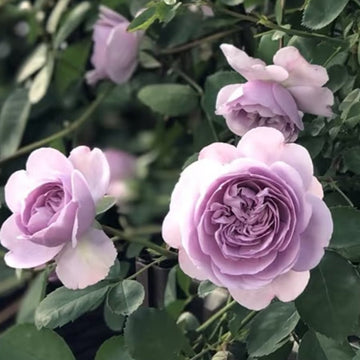 Rainy Blue Rose