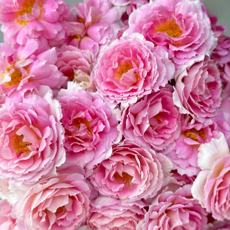 Penelopeia Rose