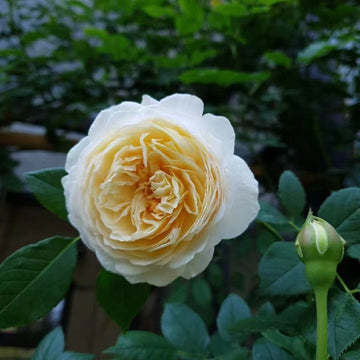 Claire Austin Rose