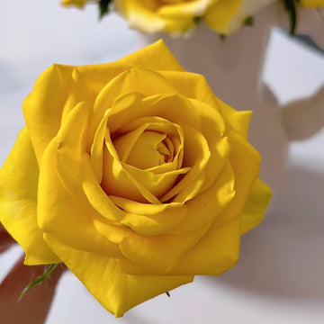 Butter Scotch Rose