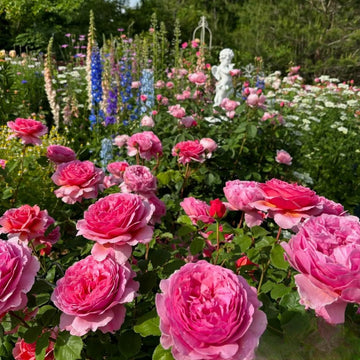 Princess Alexandra of Kent Rose