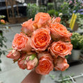 Orange Romantica Rose