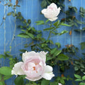 “Lucifer (Luminous Purple)” Rose