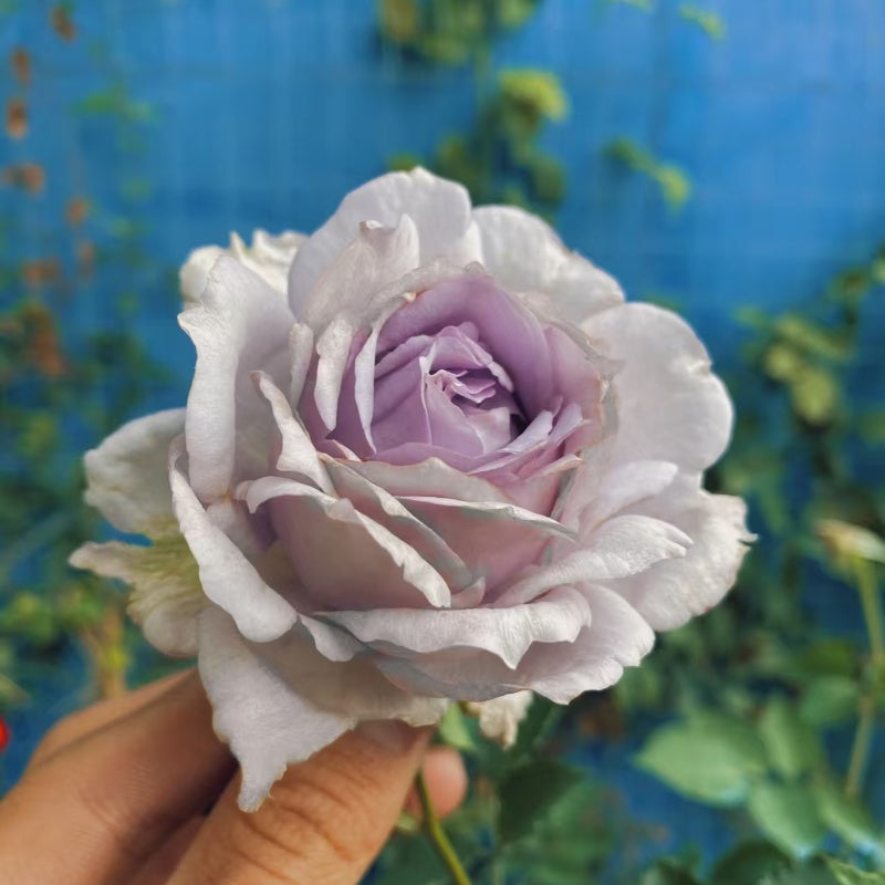 “Lucifer (Luminous Purple)” Rose