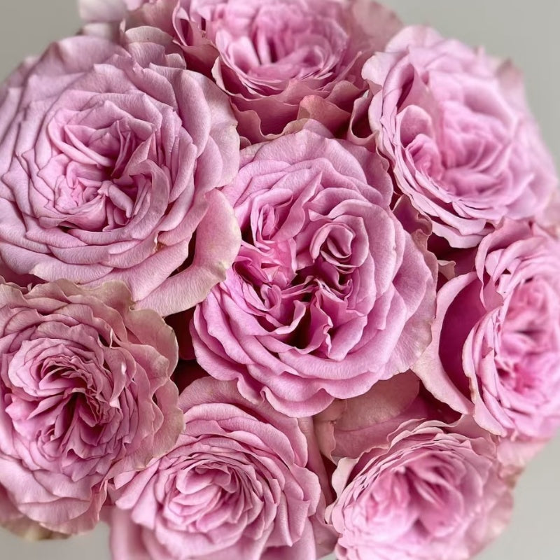 Montmartre Rose