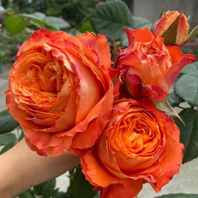 Orange Romantica Rose