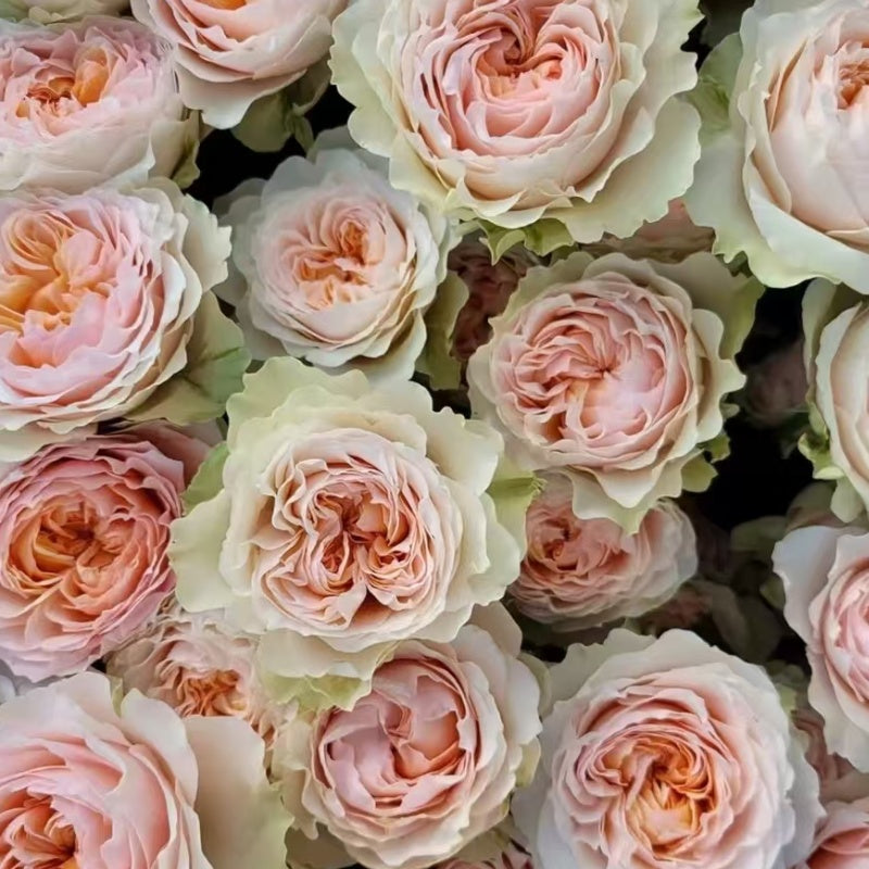 Victorian Dream Rose