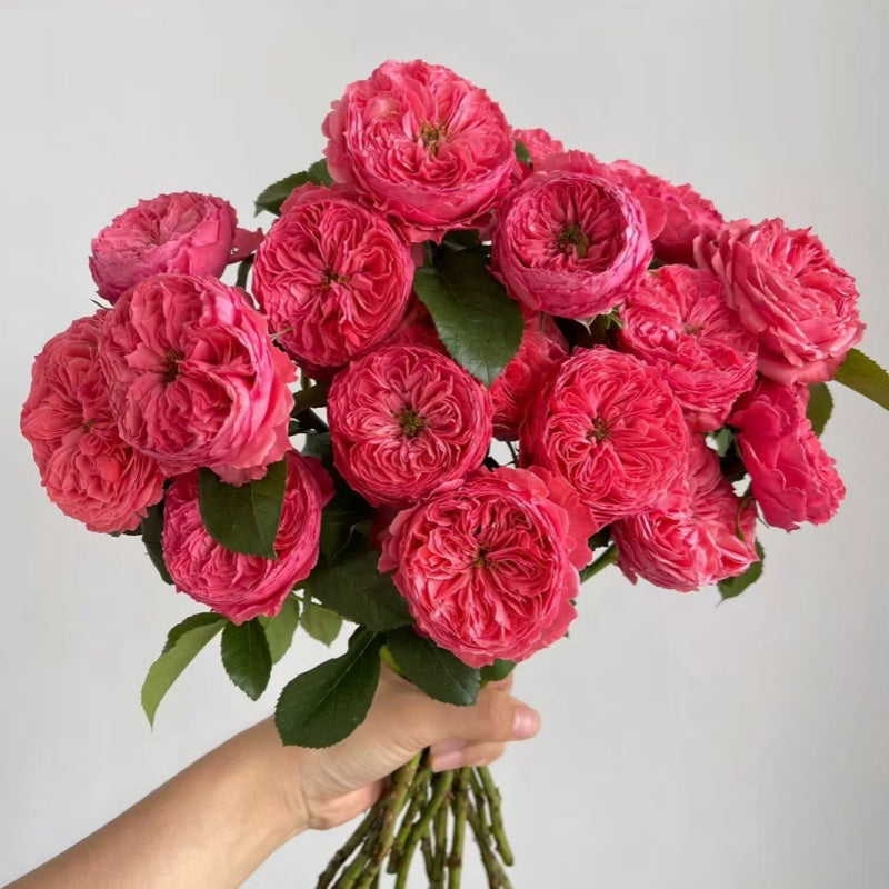 Flamingo Rose