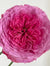 Abdel Rose - Coral-Pink Fragrant Hybrid Tea Rose Bloom in Garden