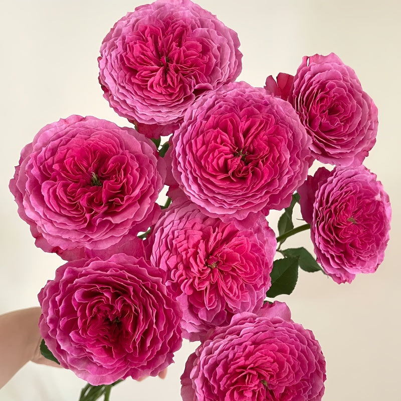 Abdel Rose - Coral-Pink Fragrant Hybrid Tea Rose Bloom in Garden
