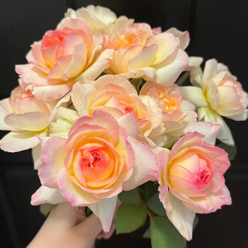 Avecutowa Rose bush with multi-colored blooms and upright stems