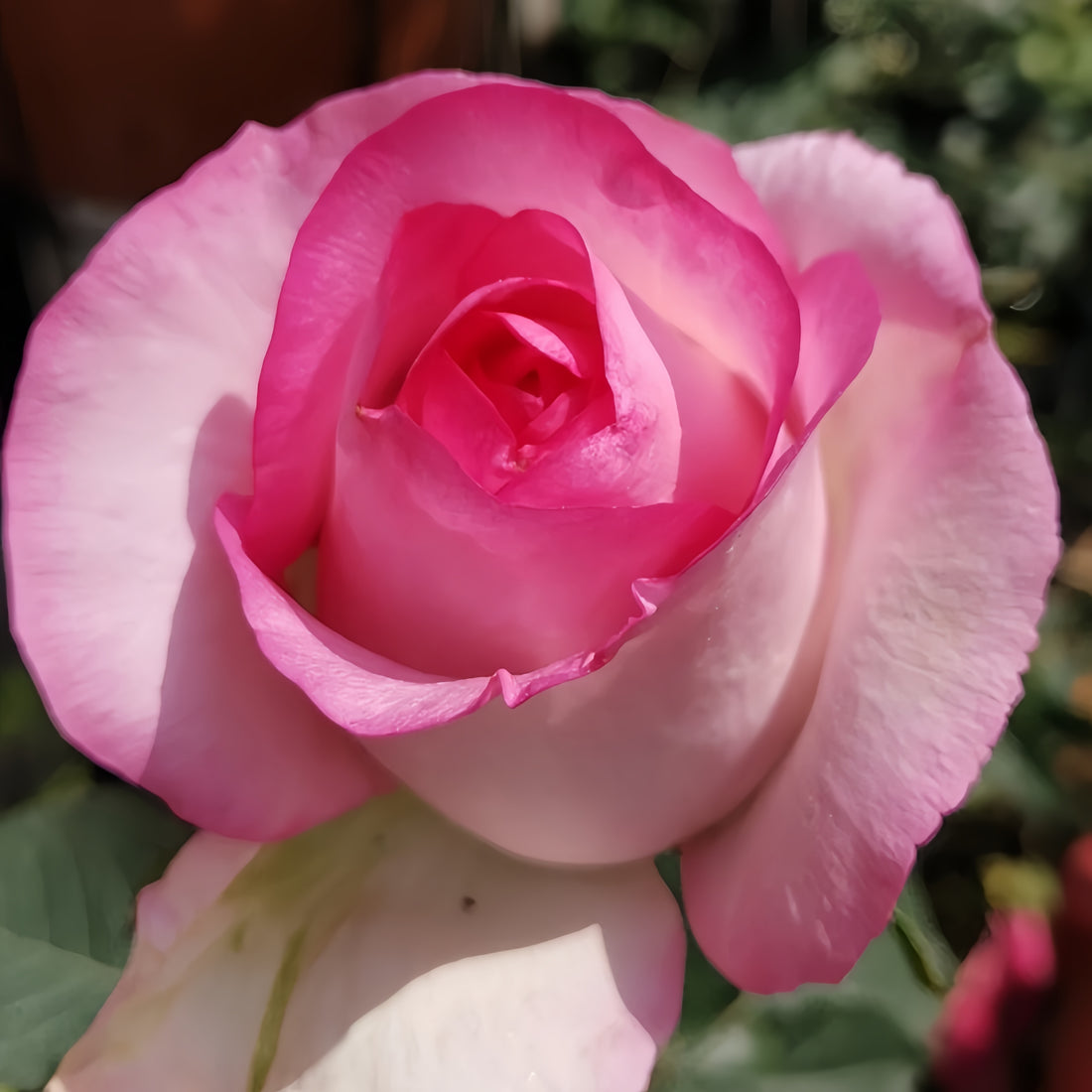 Bella Vita Rose displaying creamy white petals with pink edges