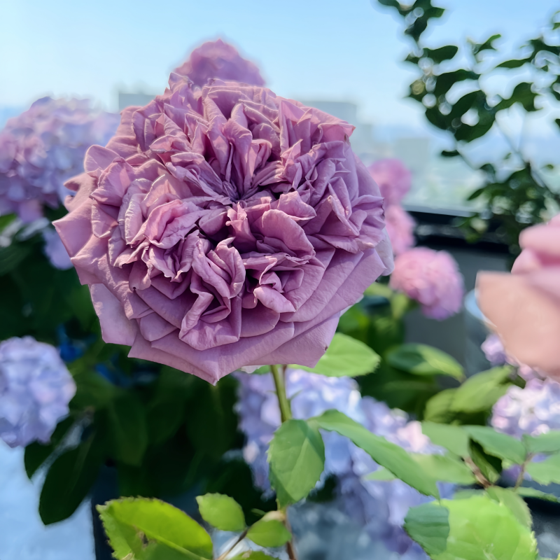 Blue Romanesque Rose in full bloom, velvety petals, hybrid rose