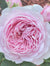 Eustacia Vye Rose