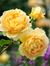 Golden Celebration Rose