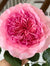 Millicent Rose