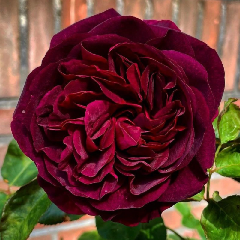 Munstead Wood David Austin Rose – Deep Crimson Fragrant English Shrub Rose