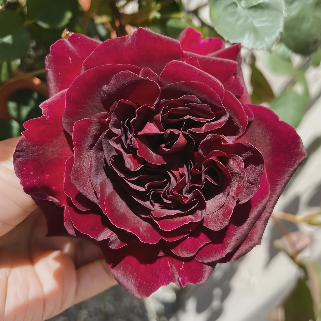 Munstead Wood David Austin Rose – Deep Crimson Fragrant English Shrub Rose