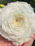 Patience Rose