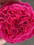Pink ’N Pretty Rose