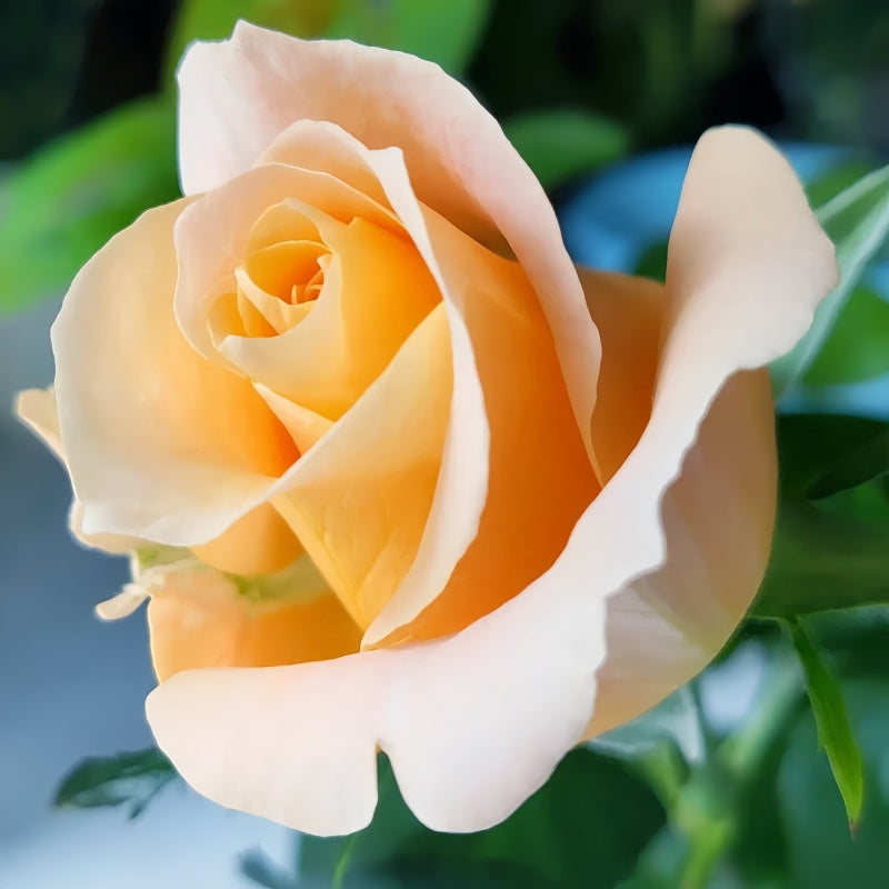 Close-up of Shimme Rose petals showing soft texture and gentle color gradient