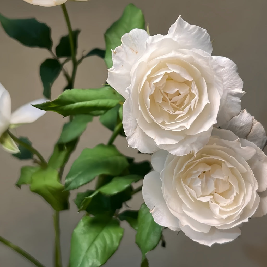 Shizuku Rose