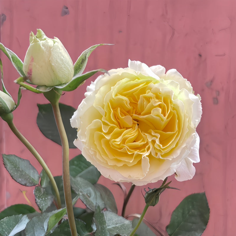 Sicilienne Rose