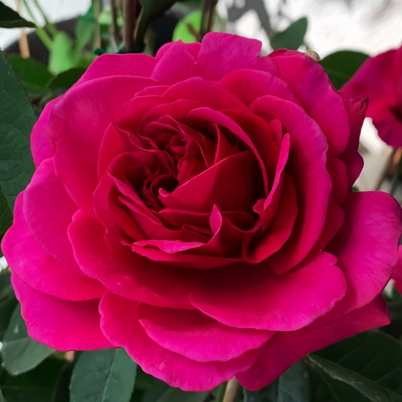 The Dark Lady Rose blooming in a lush green garden, showcasing its deep red elegance