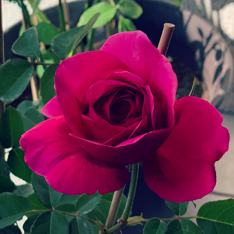 The Dark Lady Rose blooming in a lush green garden, showcasing its deep red elegance