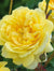 The Poet’s Wife Rose