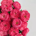 Flamingo Rose