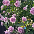Rainy Blue Rose