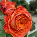 Orange Romantica Rose