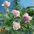 “Lucifer (Luminous Purple)” Rose